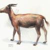 Blesbok, Water Soluble Colored Pencil