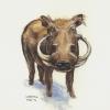 Warthog, Water Soluble Colored Pencil