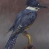 Belted Kingfisher, Oil on Illustration Board